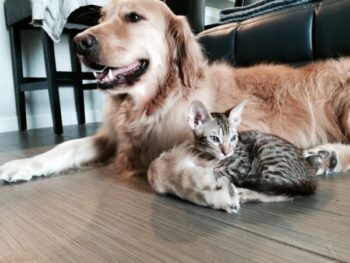 The Unforgettable Journey of a Family's Love for Their Special Dog-1