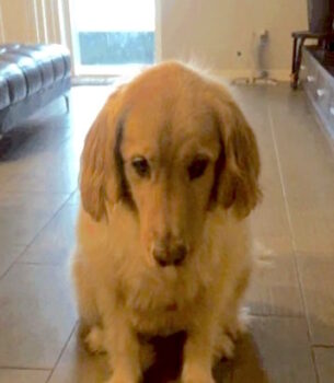The Unforgettable Journey of a Family's Love for Their Special Dog-1