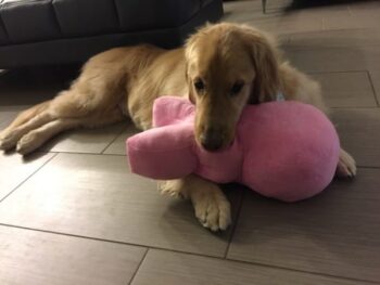 The Unforgettable Journey of a Family's Love for Their Special Dog-1