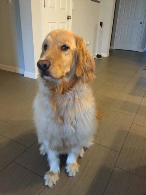 The Unforgettable Journey of a Family's Love for Their Special Dog-1