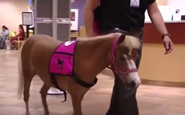 Tiny Horse trae grandes sonrisas: conozca a Poppy, la nueva estrella de terapia del hospital-1