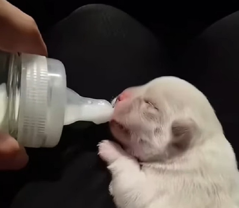 Tiny Puppy Abandoned in Plastic Bag Finds a Miraculous New Beginning