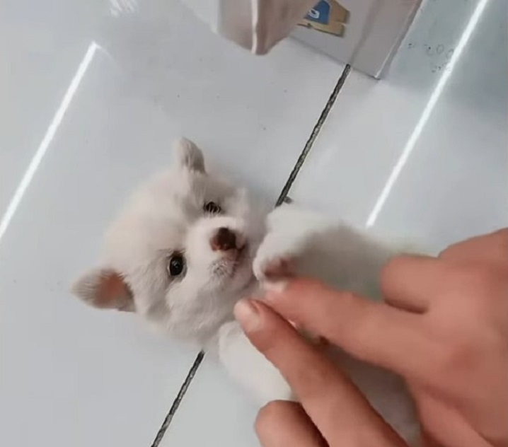 Tiny Puppy Abandoned in Plastic Bag Finds a Miraculous New Beginning