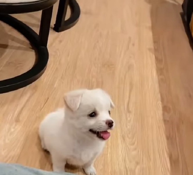 Tiny Puppy Abandoned in Plastic Bag Finds a Miraculous New Beginning