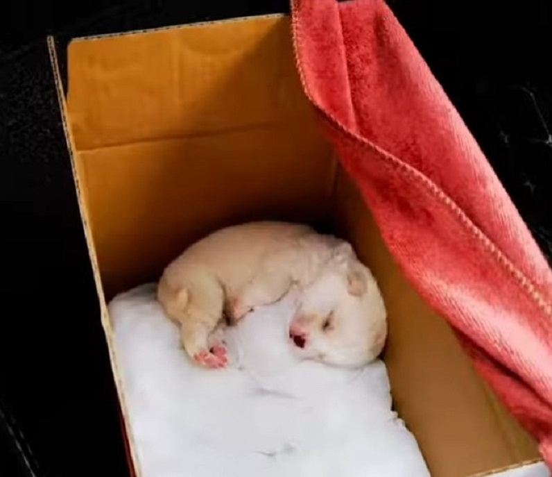 Tiny Puppy Abandoned in Plastic Bag Finds a Miraculous New Beginning