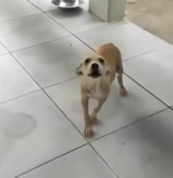 Tiny Puppy in Peril: A Tale of Hope and Rescue-5