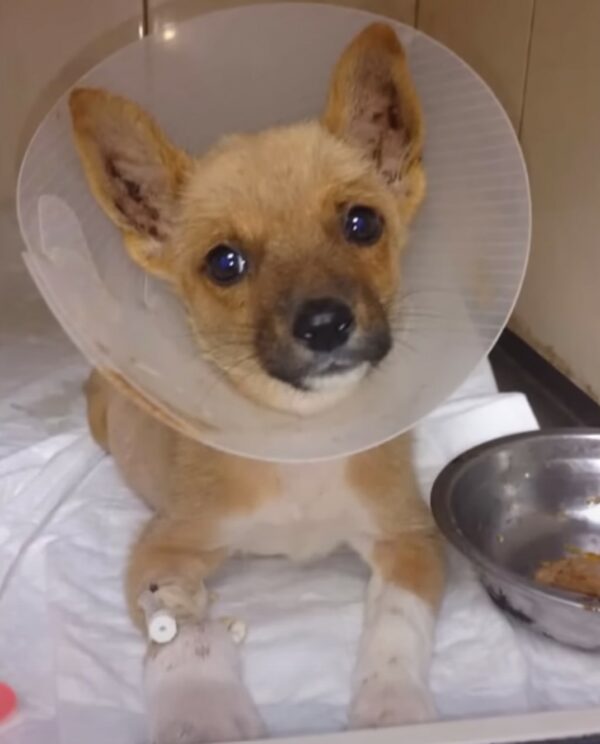 Tiny Puppy's Brush with Fate: A Journey from Despair to Joy-1