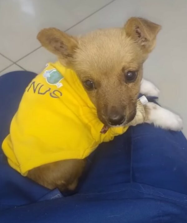 Tiny Puppy's Brush with Fate: A Journey from Despair to Joy-1