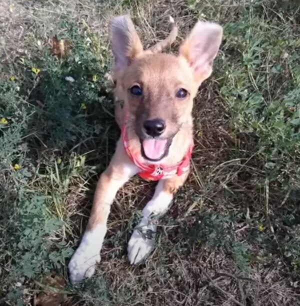 Tiny Puppy's Brush with Fate: A Journey from Despair to Joy-1