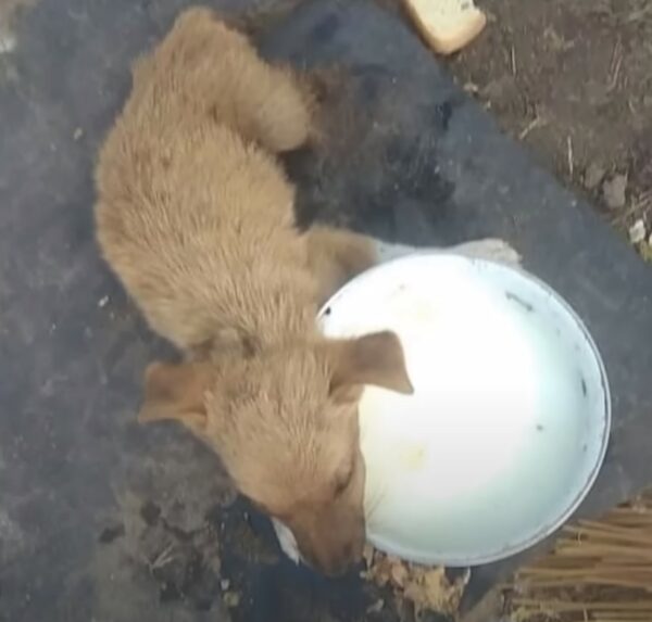 Tiny Puppy's Brush with Fate: A Journey from Despair to Joy-1