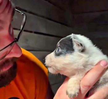 Tiny Puppy's Dramatic Tale: A Bundle of Joy with a Big Voice!-1