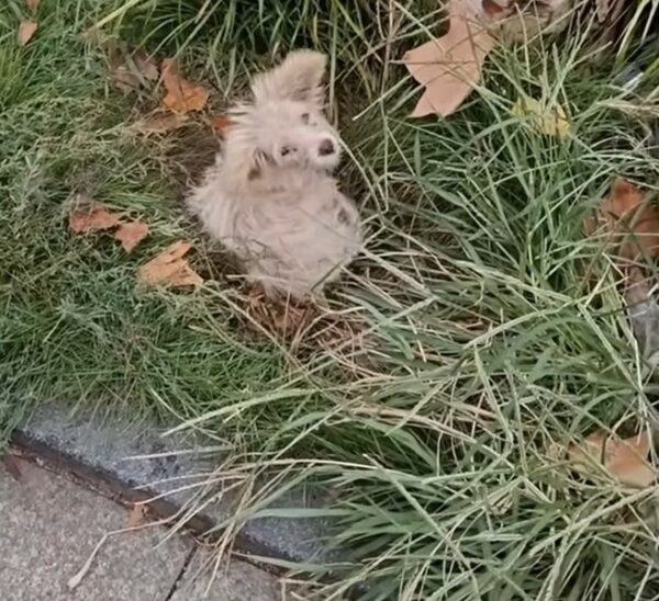 Tiny Puppy's Tale of Hope: Found Under a Tree and Rescued from Despair-1