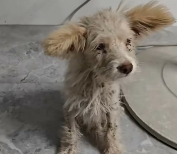 Tiny Puppy's Tale of Hope: Found Under a Tree and Rescued from Despair-2