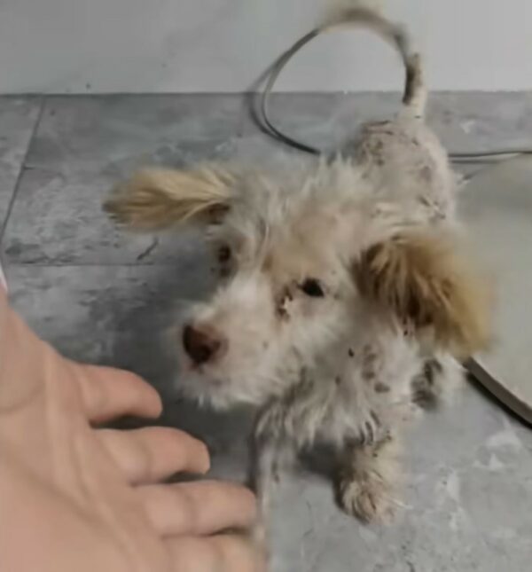 Tiny Puppy's Tale of Hope: Found Under a Tree and Rescued from Despair-3