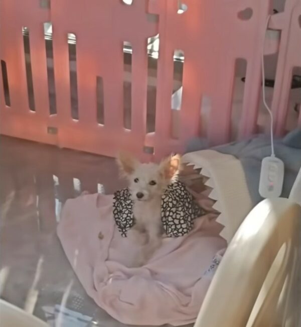 Tiny Puppy's Tale of Hope: Found Under a Tree and Rescued from Despair-4