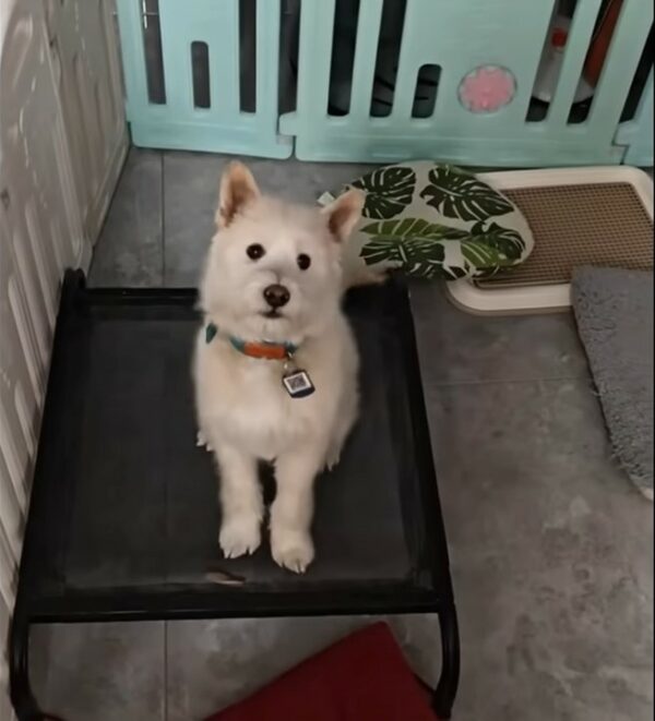 Tiny Puppy's Tale of Hope: Found Under a Tree and Rescued from Despair-6