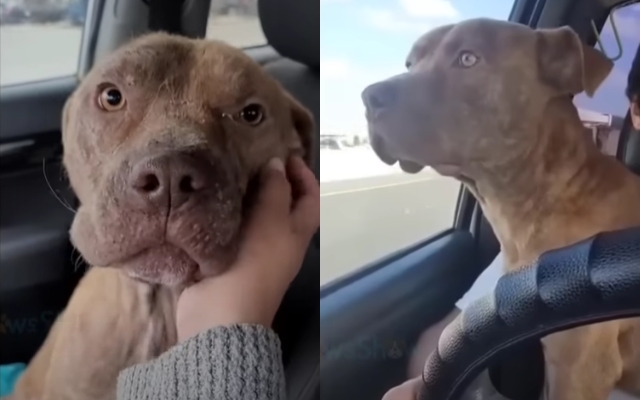 From Despair to Joy: The Unbelievable Journey of a Rescued Dog