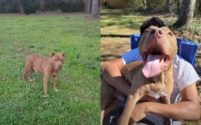 From Despair to Joy: The Unbelievable Journey of a Rescued Dog