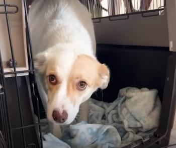 title=De los gruñidos a la gratitud: el viaje milagroso de un perro hacia la confianza-1