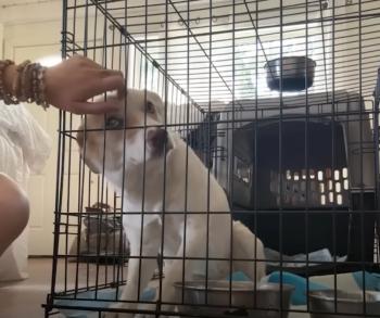 title=De los gruñidos a la gratitud: el viaje milagroso de un perro hacia la confianza-1