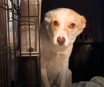 title=De los gruñidos a la gratitud: el viaje milagroso de un perro hacia la confianza-1