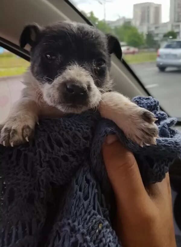 Tragic Tale of a Puppy's Last Days Filled With Unconditional Love-1
