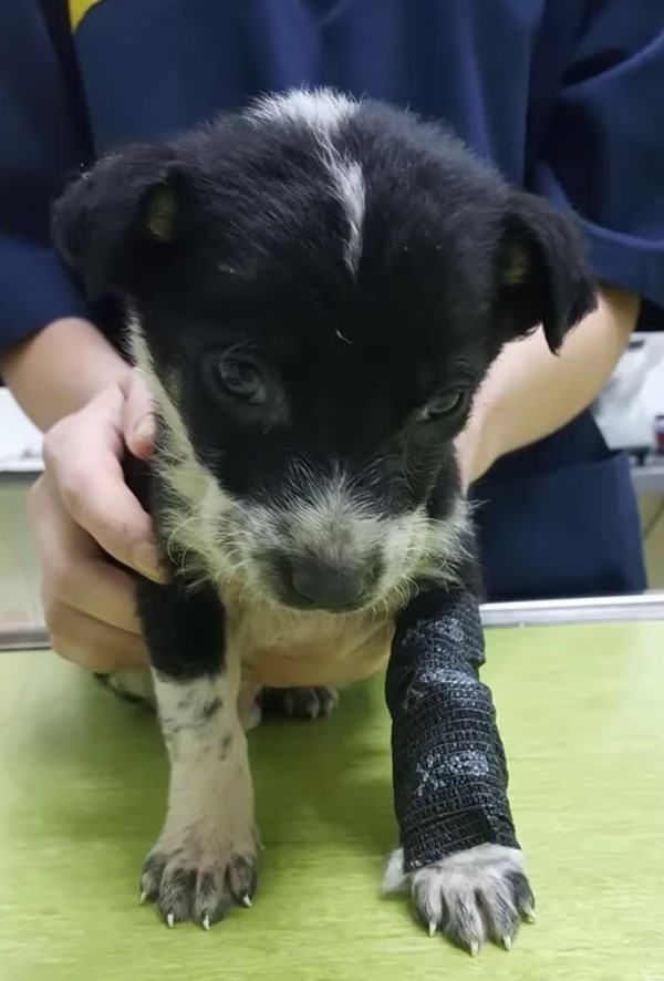 Tragic Tale of a Puppy's Last Days Filled With Unconditional Love-1