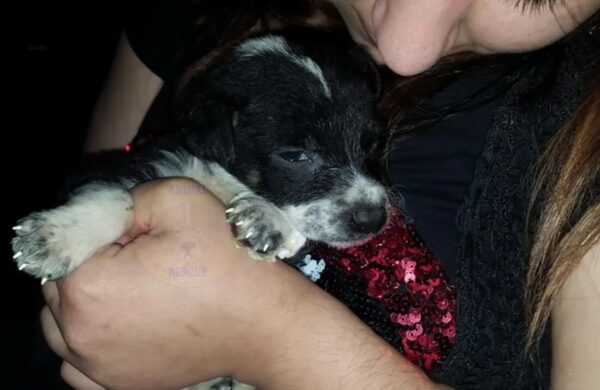 Tragic Tale of a Puppy's Last Days Filled With Unconditional Love-1