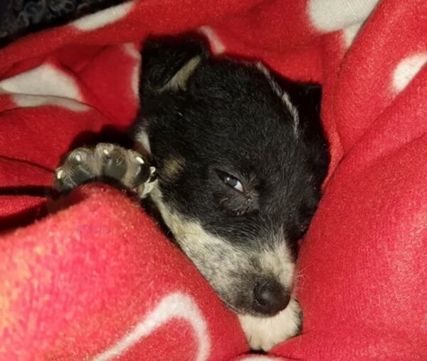 Tragic Tale of a Puppy's Last Days Filled With Unconditional Love-1