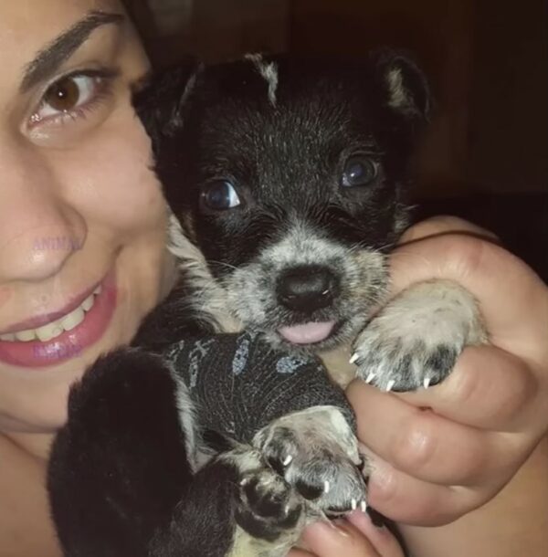 Tragic Tale of a Puppy's Last Days Filled With Unconditional Love-1