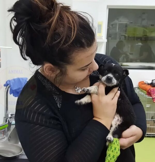 Tragic Tale of a Puppy's Last Days Filled With Unconditional Love-1