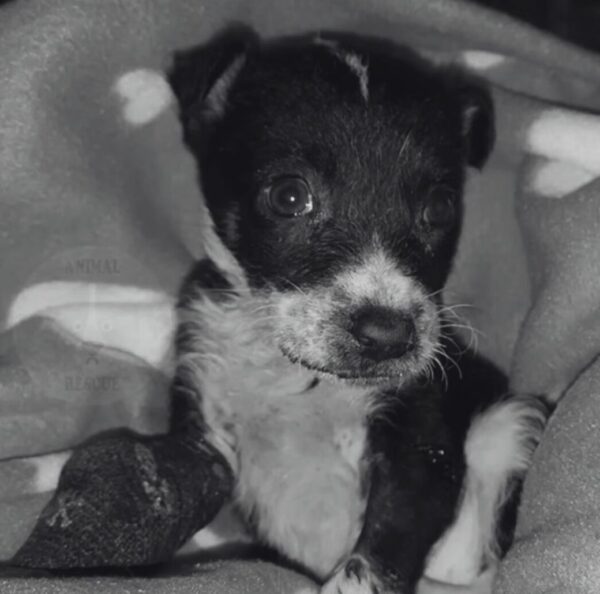 Tragic Tale of a Puppy's Last Days Filled With Unconditional Love-1