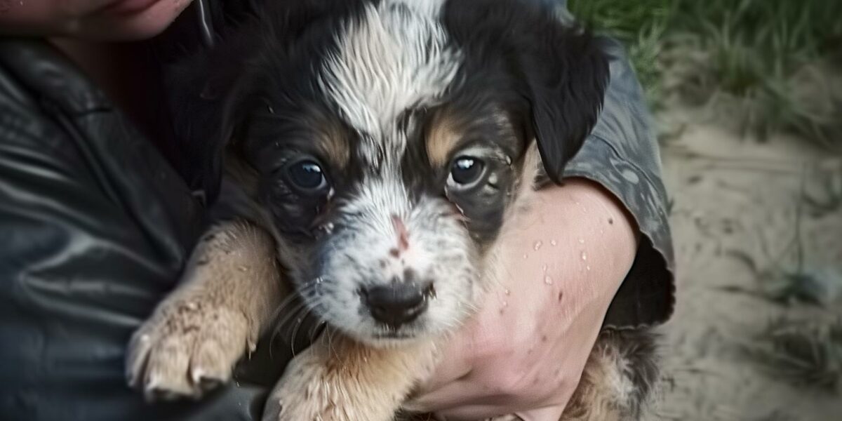 Tragic Tale of a Puppy's Last Days Filled With Unconditional Love
