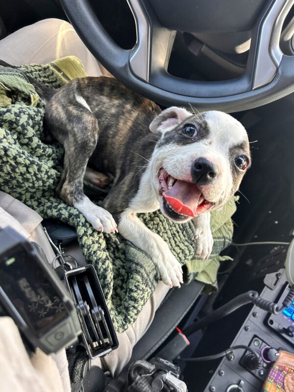 Truck Driver Halts To Rescue Desperate Puppy On Lonely Highway-1