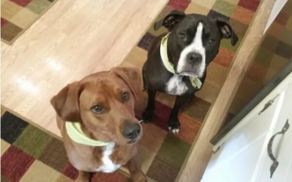 Two Dogs' Tearful Hug Sparks a Life-Saving Miracle-1