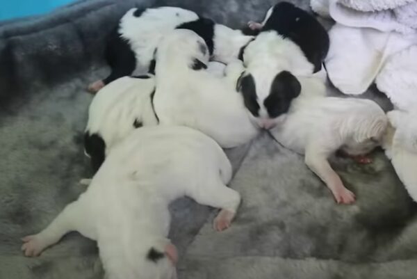 Unbelievable Discovery: This Dog's Hidden Secret Will Melt Your Heart-1