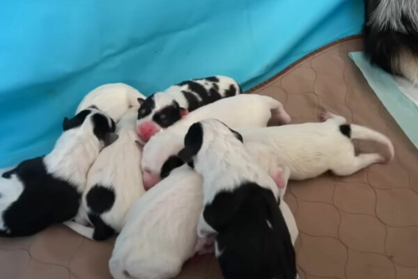 Unbelievable Discovery: This Dog's Hidden Secret Will Melt Your Heart-1