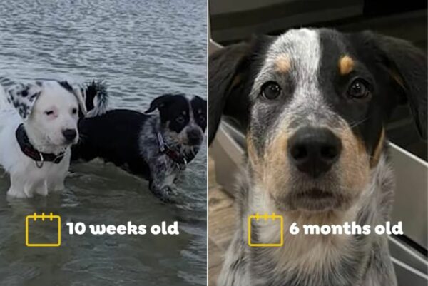 Unbelievable Discovery: This Dog's Hidden Secret Will Melt Your Heart-1