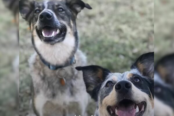 Unbelievable Discovery: This Dog's Hidden Secret Will Melt Your Heart-1