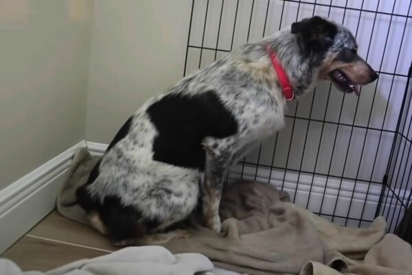 Unbelievable Discovery: This Dog's Hidden Secret Will Melt Your Heart-1