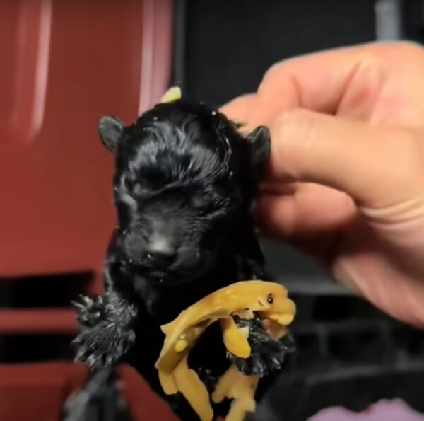 Unbelievable Find in a Trash Can: A Tiny Life Clinging to Hope-1