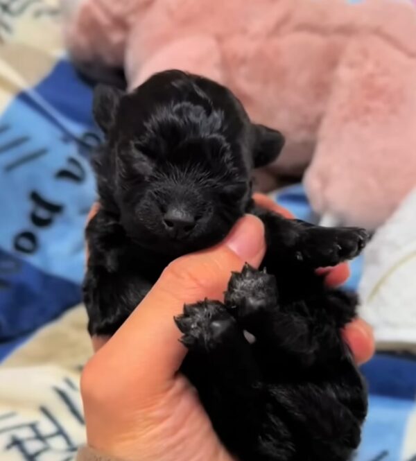Unbelievable Find in a Trash Can: A Tiny Life Clinging to Hope-1