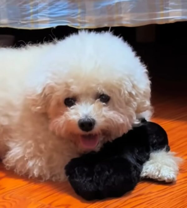 Unbelievable Find in a Trash Can: A Tiny Life Clinging to Hope-1
