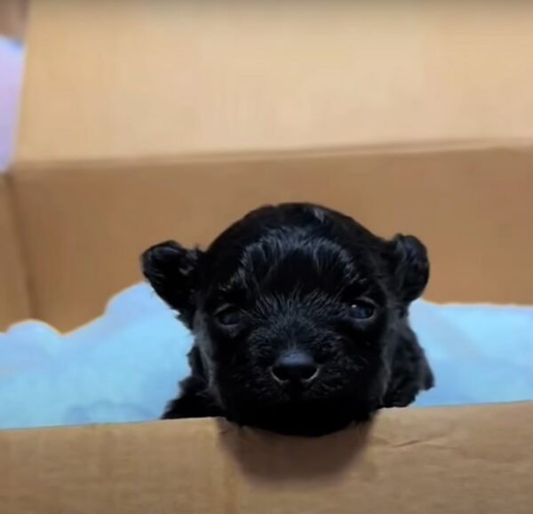 Unbelievable Find in a Trash Can: A Tiny Life Clinging to Hope-1