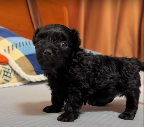 Unbelievable Find in a Trash Can: A Tiny Life Clinging to Hope-1