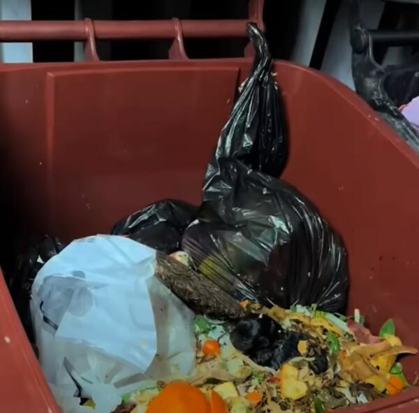 Unbelievable Find in a Trash Can: A Tiny Life Clinging to Hope-1