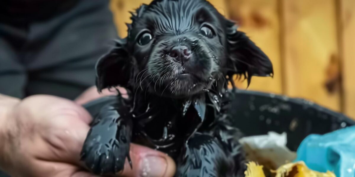 Unbelievable Find in a Trash Can: A Tiny Life Clinging to Hope