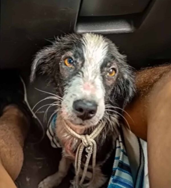 Unbelievable Rescue: Puppy Survives After Being Discarded in River-3
