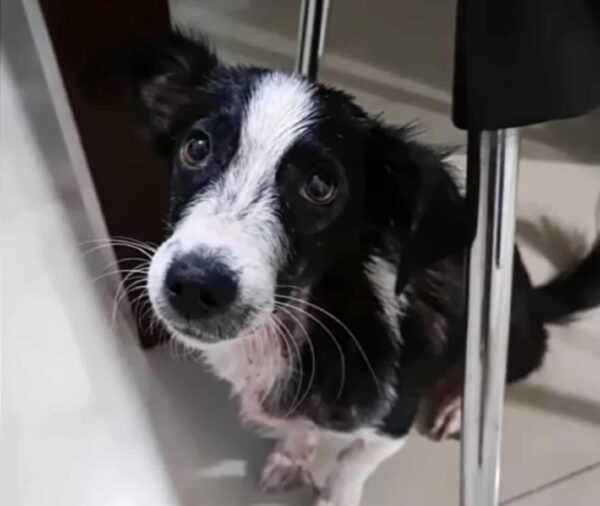 Unbelievable Rescue: Puppy Survives After Being Discarded in River-5