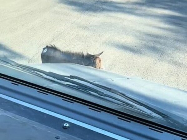 Encuentro inesperado en la carretera deja al conductor de entrega asombrado y divertido-1